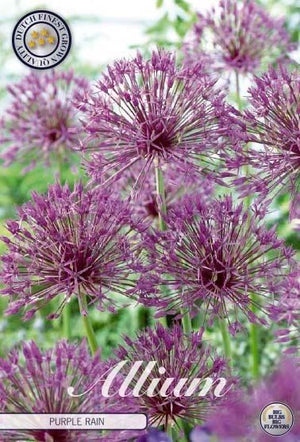 Allium ‘Purple Rain’ Flower Bulbs – Pack of 5