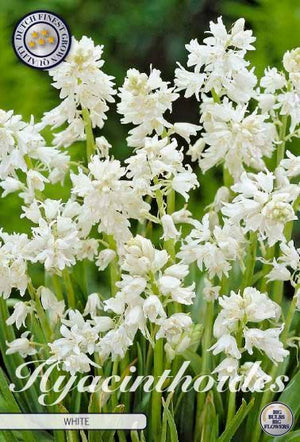 Iris Hollandica ‘Symphony’ Flower Bulbs – 15 Bulbs