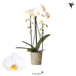 Mixed Phalaenopsis Orchid – 1 Stem, 12cm Ceramic Pot
