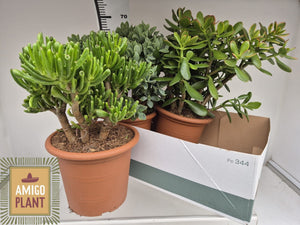 Mixed Crassula Succulent Collection – 22cm Pot