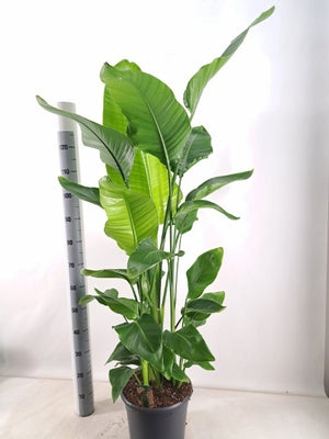 White Bird of Paradise (Strelitzia nicolai) – 38cm Pot