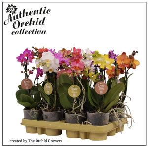 Mixed Phalaenopsis Orchid – 9cm Pot, 35cm High