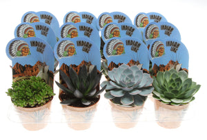 Mixed Succulent Plant Collection – 8.5cm Pot