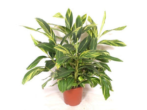 Variegated Shell Ginger (Alpinia zerumbet) – 27cm Pot