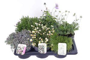 Mixed Hardy Perennial Plant – 17cm Pot