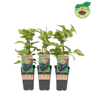 Black Jewel Blackberry Plant (Rubus occidentalis) – 15cm Pot
