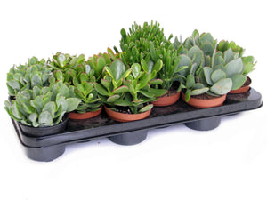 Mixed Crassula Succulent Collection – 10.5cm Pot
