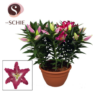 Pink Oriental Lily ‘Entertainer’ – 35cm Pot