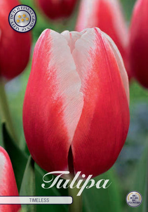 Tulipa ‘Triumph Timeless’ Tulip Bulbs – 12/+