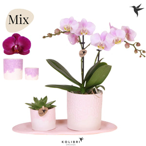 Green Up Your Home Plant Gift Set – 18cm Pot