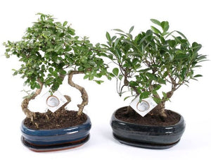 Indoor Bonsai Tree in Ceramic Pot – 26cm