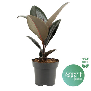 Ficus Elastica ‘Abidjan’ Rubber Plant – 14cm Pot
