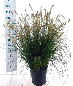 Pennisetum ‘Hameln’ Ornamental Grass – 29cm Pot