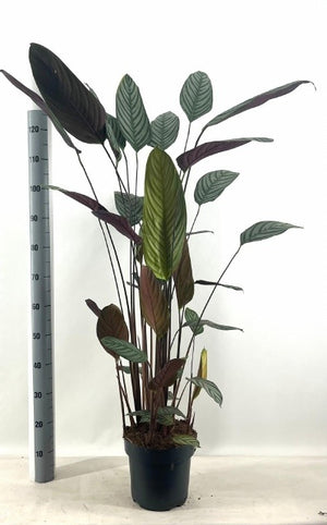 Ctenanthe Oppenheimiana – 24cm Pot, 170cm Tall