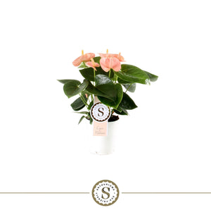 Peach and Pink Anthurium (Anthurium) – 9cm Pot
