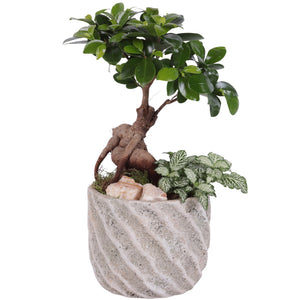 Year-Round Indoor Plant Arrangement – 14cm Ceramic Pot