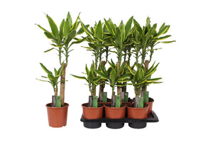 Dracaena fragrans ‘Golden Coast’ – 17cm Pot, 75cm