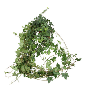 Extra Large Green English Ivy (Hedera helix) – 13cm Pot