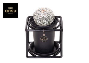 Astrophytum asterias Cactus – 10cm Pot