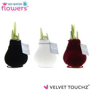 Mixed Waxed Amaryllis Bulb (Hippeastrum) – 2 Stems