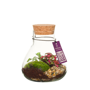 Small Erlenmeyer Glass Terrarium – 10cm