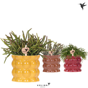 Mixed Cacti and Succulent Collection – 9cm Pots