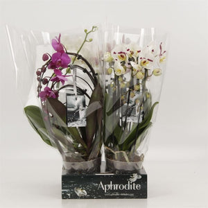 Mixed Phalaenopsis Orchid ‘Goddess’ – 12cm Pot