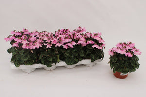 Pink Persian Cyclamen (Cyclamen persicum) – 10.5cm Pot