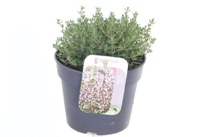 Common Thyme (Thymus vulgaris) – 13cm Pot