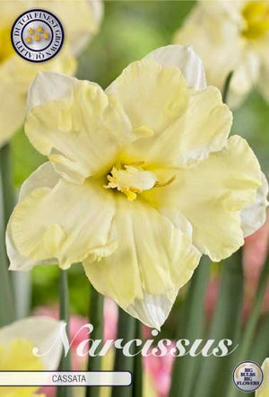 Narcissus ‘Cassata’ Daffodil Bulbs – 5 Bulbs