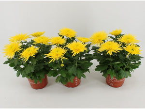 Mixed Chrysanthemum ‘Anastasia’ – 15cm Pot