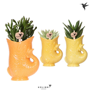 Mixed Succulent Arrangement in Ceramic Fish Pot – 9cm