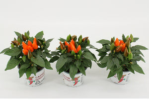 Red Capsicum ‘An Sombrero’ Chilli Plant – 10.5cm Pot