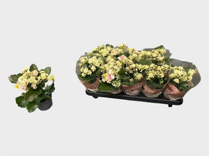 Kalanchoe ‘Special Mosaic’ – 10.5cm Pot
