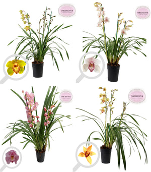 Mixed Cymbidium Orchid – 14cm Pot, 85cm Tall