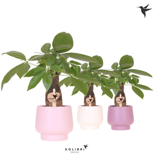 Money Tree (Pachira aquatica) – 9cm Scandic Pot