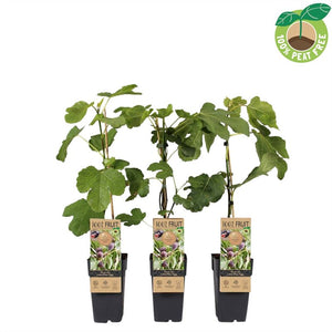 Little Miss Figgy Fig Tree (Ficus carica) – 15cm Pot