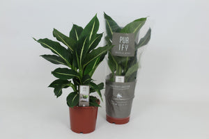 Green Magic Dieffenbachia (Dumb Cane) – 17cm Pot