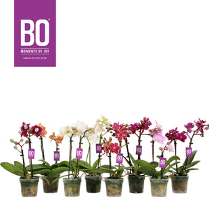 Mini Mixed Phalaenopsis Orchid – 7cm Pot