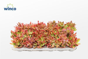 Crassula 'Campfire' Succulent – 8.5cm Pot