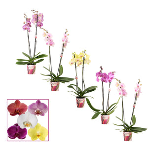 Mixed Phalaenopsis Orchid – 2 Stem, 12cm Pot