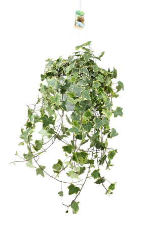 Goldchild Ivy (Hedera helix) – 24cm Pot