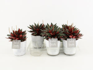 Red Peperomia caperata – White Wash Ceramic Pot, 11cm