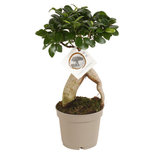 Ficus Ginseng Bonsai (Ficus microcarpa) – 12cm Pot