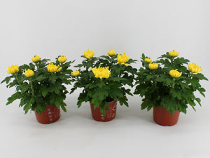Yellow Chrysanthemum (Chrysanthemum indicum) – 15cm Pot