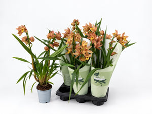 Mixed Colour Cymbidium Orchid – 12cm Pot, 55cm