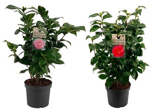 Mixed Camellia Plant (Camellia) – 19cm Pot, 50cm High