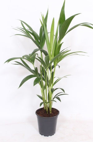 Kentia Palm (Howea forsteriana) – 17cm Pot, 70cm Tall