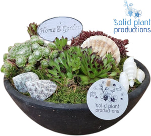 Mini Sempervivum Arrangement – 22cm Ceramic Pot