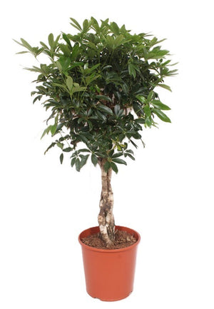 Dwarf Umbrella Tree (Schefflera arboricola) – 30cm Pot